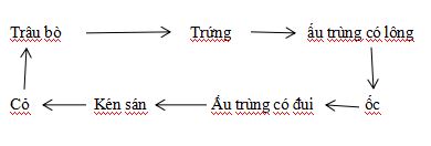Vòng đời sán lá gan