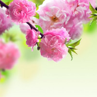 Đề kiểm tra 15 phút Tiếng Anh lớp 8 học kì 1 Số 6 Unit 6: The Young Pioneers Club