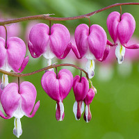 Đề kiểm tra 15 phút Tiếng Anh lớp 8 học kì 1 Số 7 Unit 7: My Neighborhood