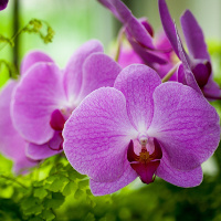 Đề kiểm tra 15 phút Tiếng Anh lớp 8 học kì 1 Số 8 Unit 8: Country Life and City Life