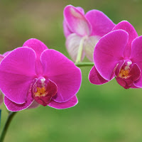 Đề kiểm tra 45 phút học kì 1 môn tiếng Anh lớp 8 (Số 1)