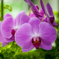 Đề kiểm tra 45 phút học kì 1 môn tiếng Anh lớp 8 (Số 2)