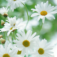 Đề kiểm tra giữa kì 1 môn Tiếng Anh lớp 3 năm học 2017 - 2018