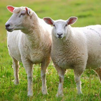 Giải bài tập SGK Công nghệ lớp 7 bài 44: Chuồng nuôi và vệ sinh trong chăn nuôi