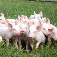 Giải bài tập SGK Công nghệ lớp 7 bài 45: Nuôi dưỡng và chăm sóc các loại vật nuôi