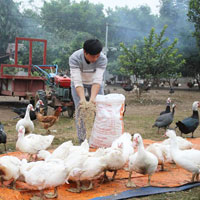 Giải bài tập SGK Công nghệ lớp 7 bài 46: Phòng, trị bệnh cho vật nuôi