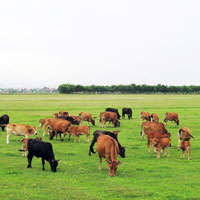 Giải bài tập SGK Công nghệ lớp 7 bài 47: Vắc xin phòng bệnh cho vật nuôi