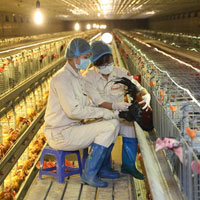 Giải bài tập Công nghệ lớp 7 bài 48: Thực hành: Nhận biết một số loại vắc xin phòng bệnh cho gia cầm và phương pháp sử dụng vắc xin Niu Cat Xơn