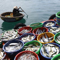 Giải bài tập SGK Công nghệ lớp 7 bài 52: Thức ăn của động vật thủy sản (tôm, cá)