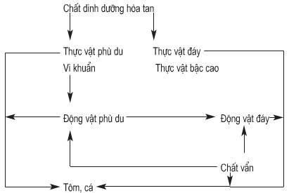 Giải bài tập SGK Công nghệ lớp 7 bài 52: Thức ăn của động vật thủy sản (tôm, cá)