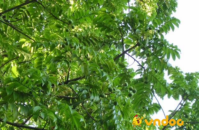 Bài viết số 2 lớp 7 đề 7: Biểu cảm cây Sấu