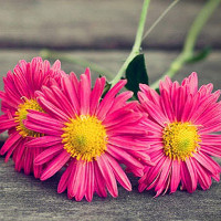 Bài tập trắc nghiệm Tiếng Anh lớp 7 Unit 1: Back to school