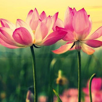 Đề thi chọn học sinh giỏi môn tiếng Anh lớp 7 có đáp án