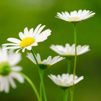 Bộ đề ôn thi học kì 1 môn Tiếng Anh lớp 6