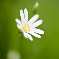 Bộ đề thi học kì 1 môn Tiếng Anh lớp 6