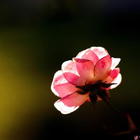 Đề kiểm tra 15 phút môn Tiếng Anh lớp 7 lần 1