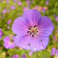 Đề kiểm tra 45 phút môn tiếng Anh lớp 8 lần 1