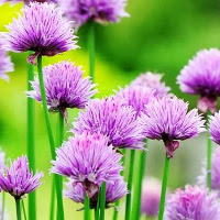 Đề thi giữa học kỳ 1 môn tiếng Anh lớp 7 theo chương trình mới năm học 2014 - 2015