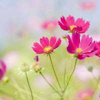 Tiếng Hàn cơ bản - Bài 2: Cấu trúc âm tiết tiếng Hàn