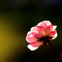 Tiếng Hàn cơ bản - Bài 4: Cách phát âm chuẩn trong tiếng Hàn