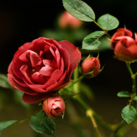 Tiếng Hàn cơ bản - Bài 5: Cách gõ chữ cái tiếng Hàn