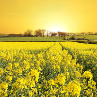 Bài tập Thì hiện tại đơn trong tiếng Anh có đáp án