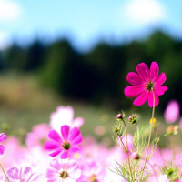 Tiếng Hàn cơ bản - Bài 6: Nguyên tắc viết cách chữ trong tiếng Hàn