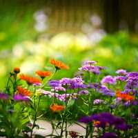 Bài tập Thì quá khứ đơn trong tiếng Anh