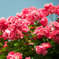 Tiếng Hàn cơ bản - Bài 11: Cách phát âm từ có 2 phụ âm cuối