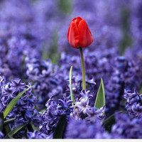 Tổng hợp cách phát âm 44 âm trong tiếng Anh