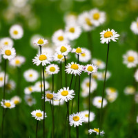 Bài tập phân biệt Thì hiện tại hoàn thành và Thì quá khứ đơn có đáp án (I)