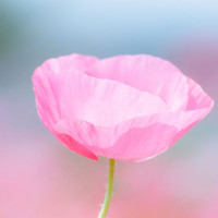 Bộ đề thi học kì 1 môn tiếng Anh lớp 6 TPHCM qua các năm có đáp án chi tiết