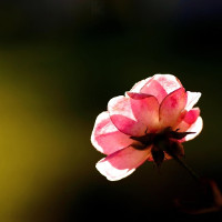 Đề thi học kì 1 lớp 6 môn tiếng Anh - Đề số 2