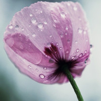 Đề thi học kì 1 lớp 9 môn tiếng Anh trường THCS Đồng Văn, Hà Nam năm học 2016-2017