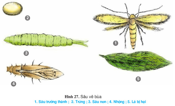 Giải bài tập SGK Công nghệ lớp 9 quyển 3 bài 12: Thực hành: Nhận biết một số loại sâu, bệnh hại cây ăn quả