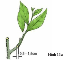 Giải bài tập SGK Công nghệ lớp 9 quyển 3 bài 5: Thực hành: Chiết cành