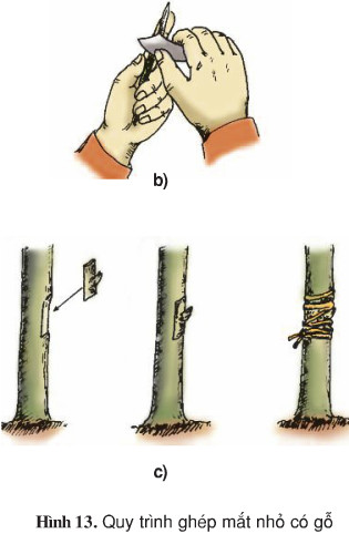 Giải bài tập SGK Công nghệ lớp 9 quyển 3 bài 6: Thực hành: Ghép