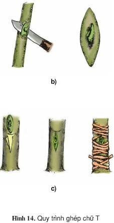 Giải bài tập SGK Công nghệ lớp 9 quyển 3 bài 6: Thực hành: Ghép