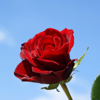 Đề kiểm tra 15 phút học kì 1 lớp 5 môn tiếng Anh (thí điểm)