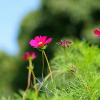 Đề thi giữa học kì 1 lớp 6 môn tiếng Anh trường THCS Đại Ân 2 năm học 2017-2018