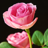 Bài tập Tiếng Anh lớp 4 Unit 1-10