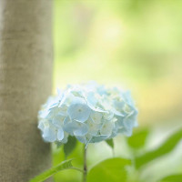 Ma trận đề kiểm tra giữa học kì 1 lớp 6 môn Tiếng Anh chương trình mới năm học 2017-2018