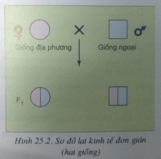 Giải bài tập SGK Công nghệ lớp 10 bài 25: Các phương pháp nhân giống vật nuôi và thủy sản