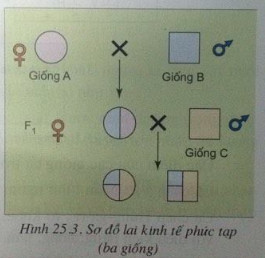 Giải bài tập SGK Công nghệ lớp 10 bài 25: Các phương pháp nhân giống vật nuôi và thủy sản