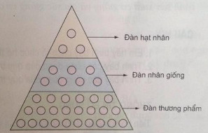 Giải bài tập SGK Công nghệ lớp 10 bài 26: Sản xuất giống trong chăn nuôi và thủy sản