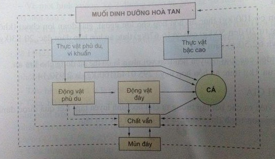 Giải bài tập SGK Công nghệ lớp 10 bài 31: Sản xuất thức ăn nuôi thủy sản