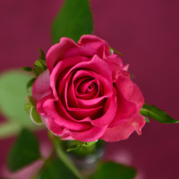 Ma trận đề thi học kì 1 lớp 6 môn tiếng Anh năm học 2017-2018