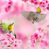 Từ vựng tiếng Anh 8 Unit 6: The Young Poineers Club