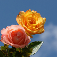 Đề thi giữa học kì 1 lớp 7 môn tiếng Anh trường THCS Hải Yến, Tĩnh Gia năm học 2017-2018