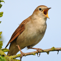 Flashcards for Kids: Birds